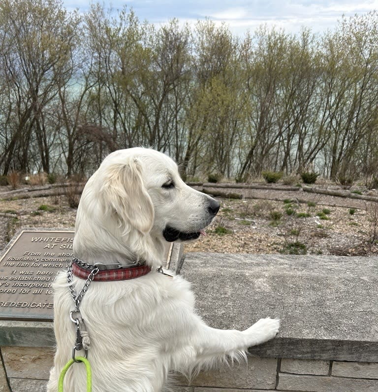 The same white golden retriever, now older, stands with its front paws on a stone ledge overlooking water and leafless trees. The dog is shown in profile wearing a red plaid collar and leash.
