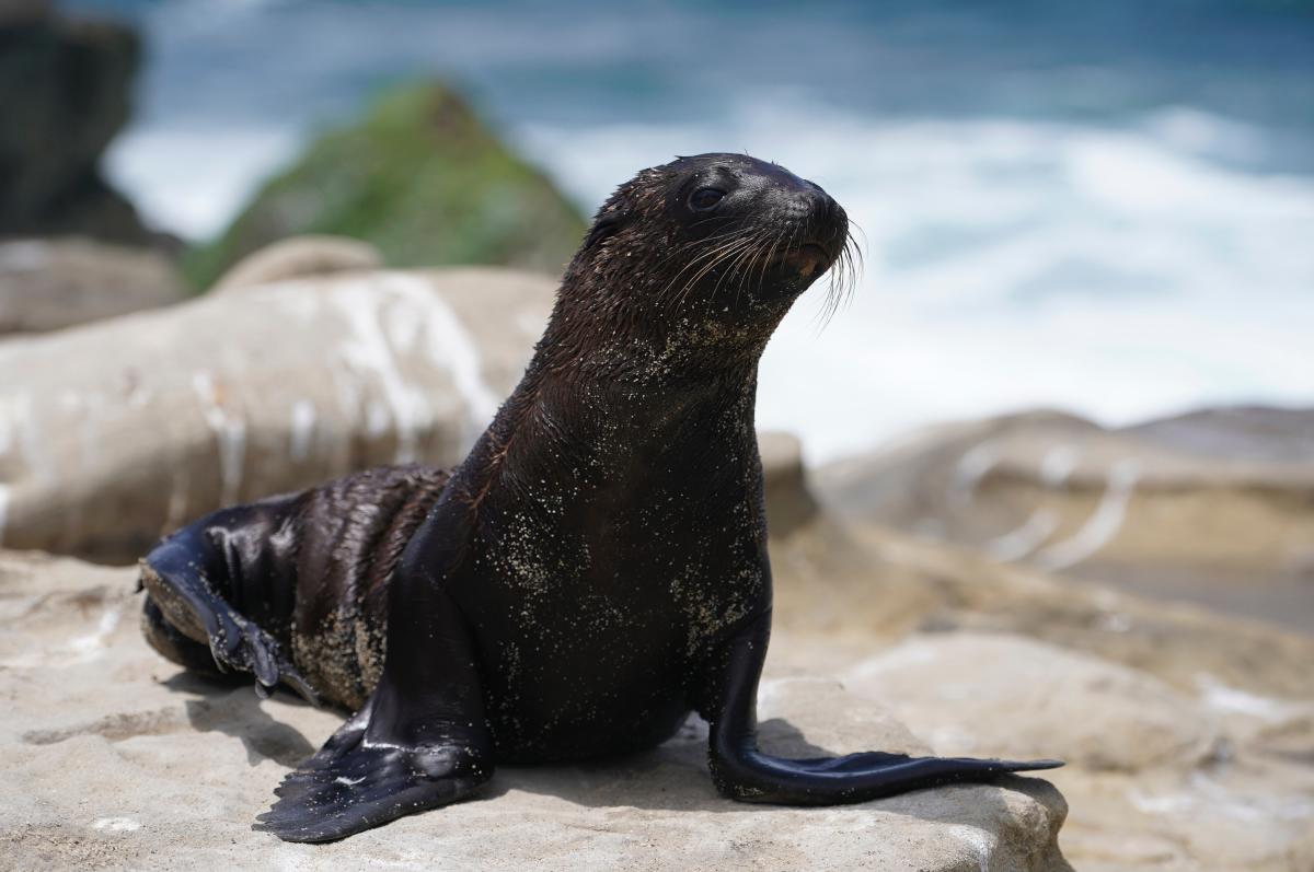 Seal Beach Seal