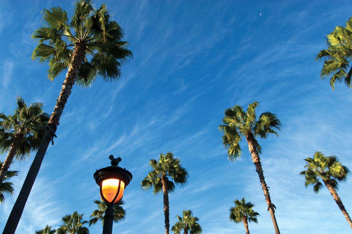 Anaheim palm trees