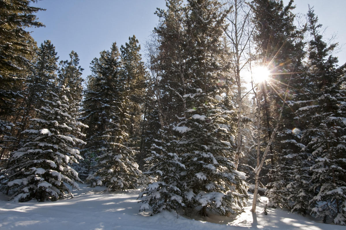 Black Hills Winter