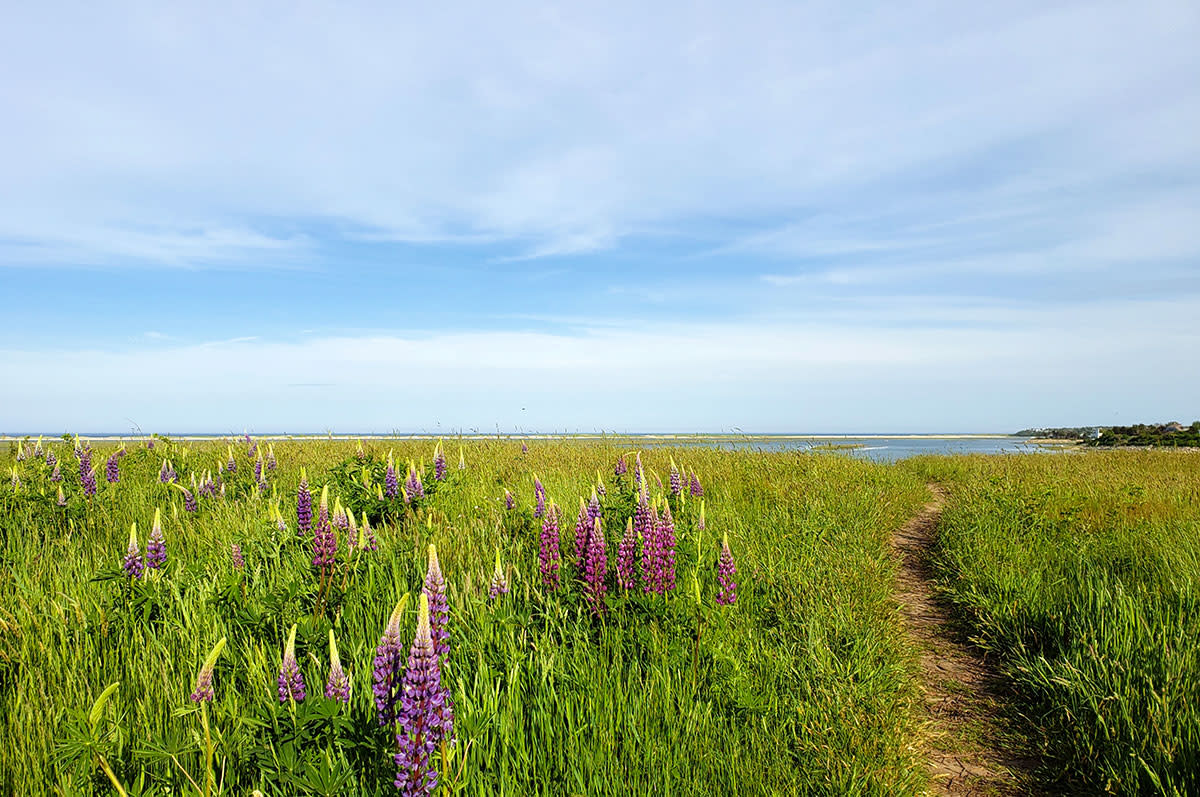 Lupines at Cape Cod National Seashore