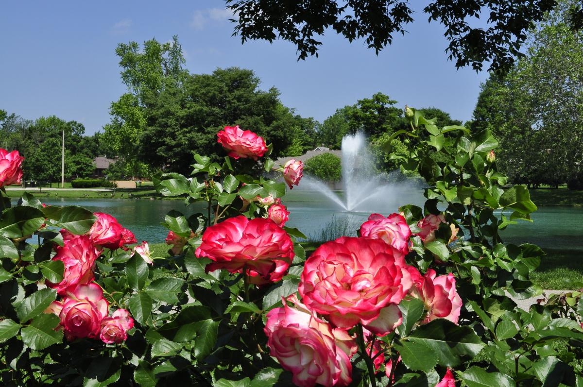 Lakeside Park flowers