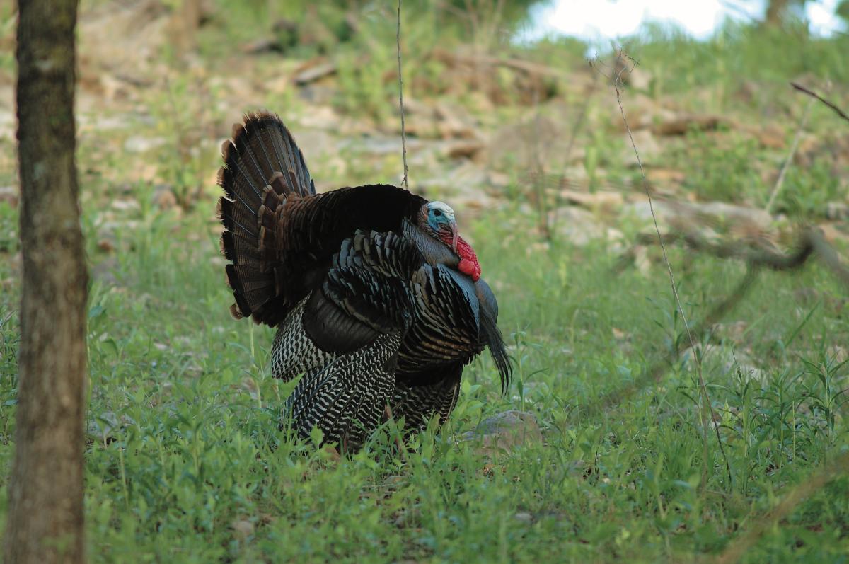 Eastern Turkey