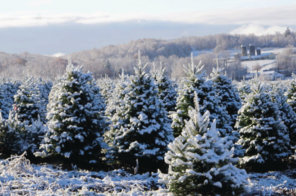 Lakeland Orchard Christmas Tree