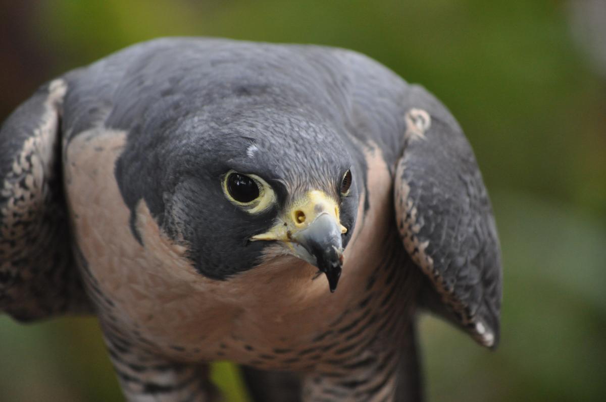 Cascades Raptor Center by Erin Sackett
