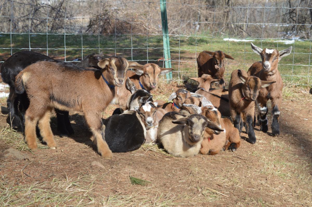 Georges Mill Farm - Loudoun County, VA