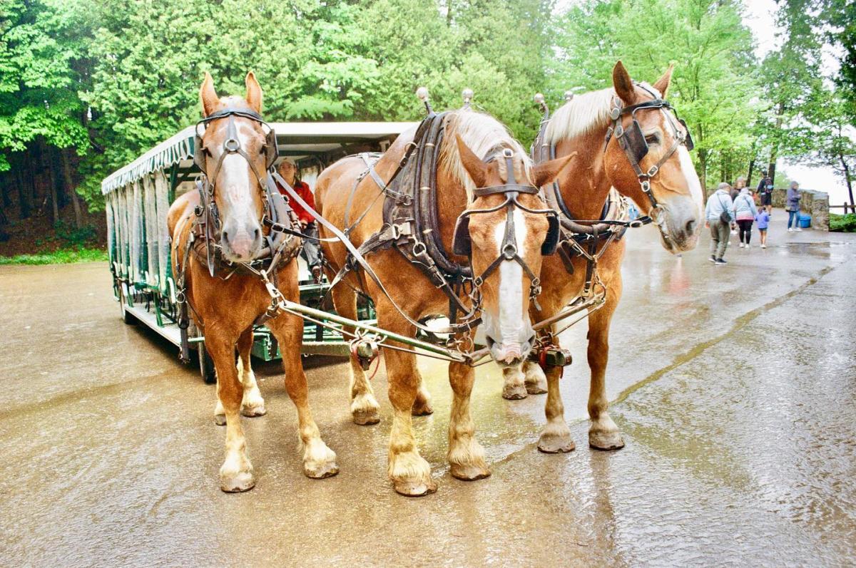 Three horses pause during a carriage tour stop on Mackinac Island