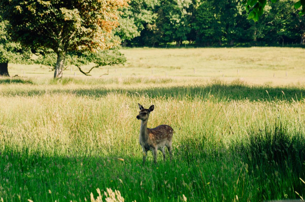 Image of red deer
