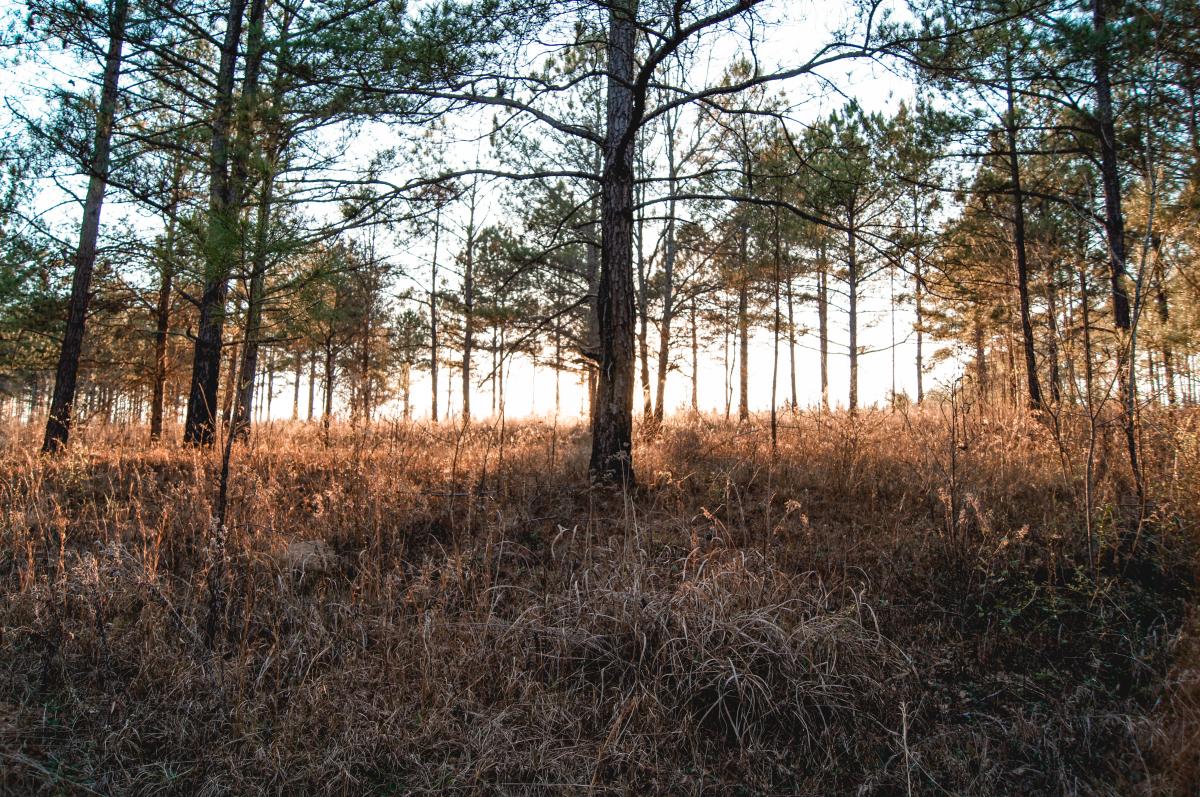 Trees in Bartram Forest in Milledgeville, GA