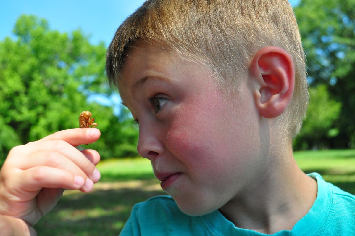 Lockerly Arboretum bug with kid
