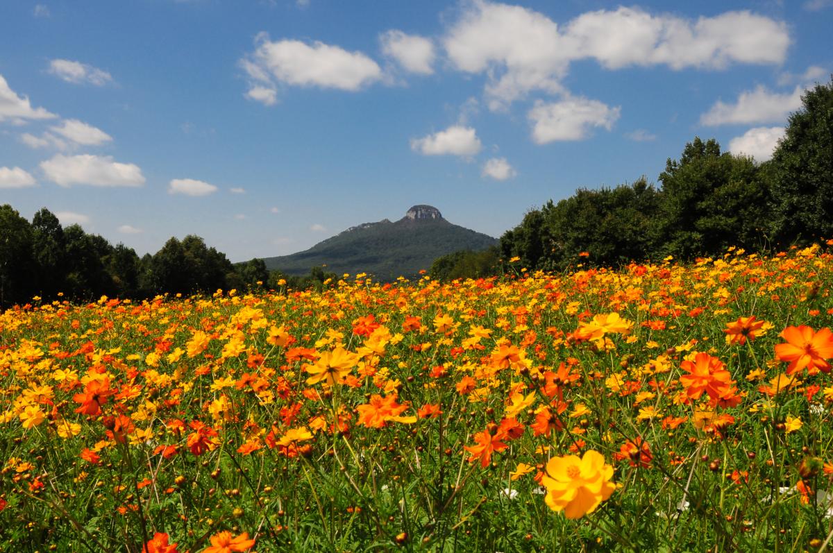 Pilot Mountain