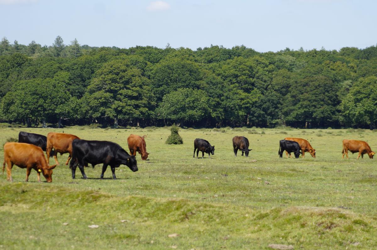 The Big 5 Animals of the New Forest The Big 5 Animals of the New Forest