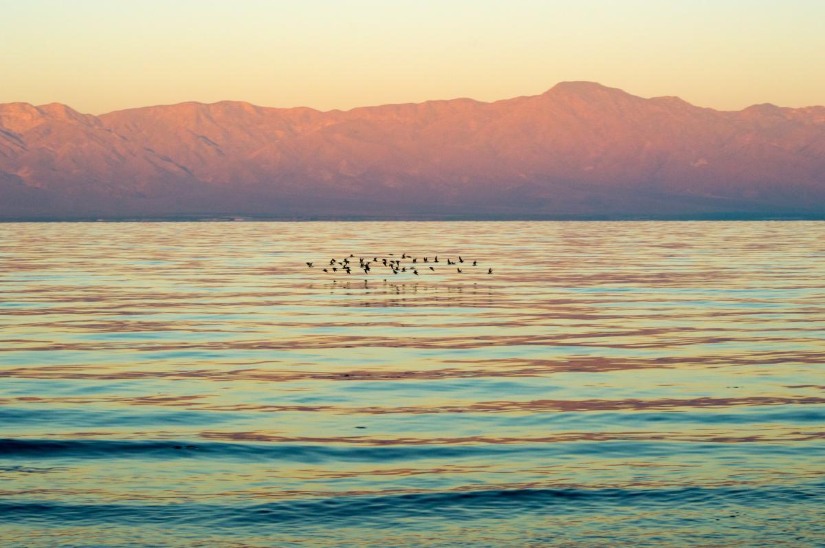 Salton Sea Birds