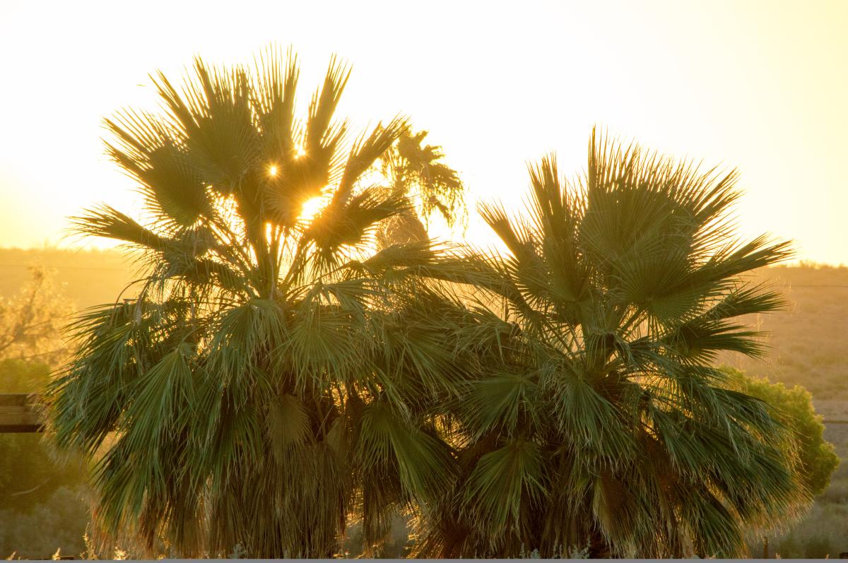 Salton Sea Palms