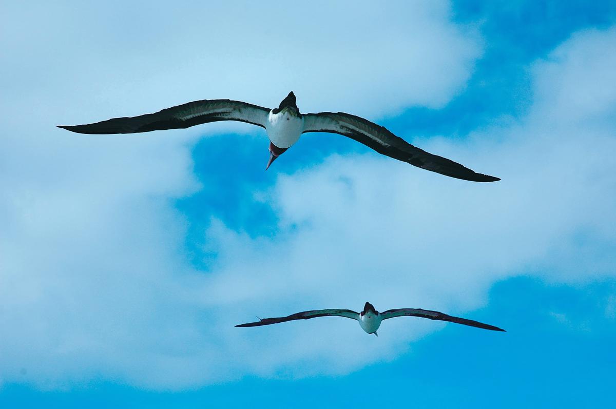 bird-watching-taboga