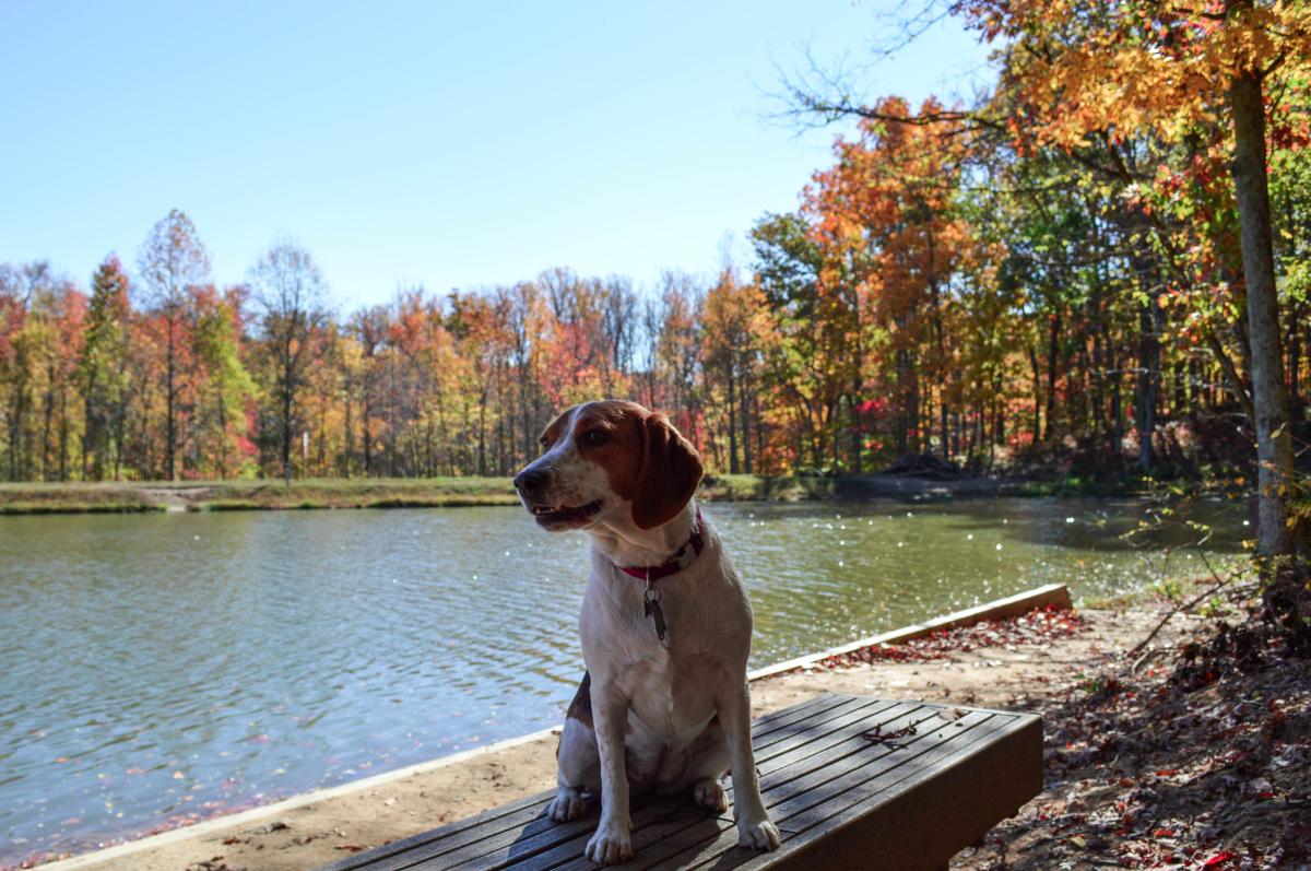 A dog sitting in front of water with trees that have fall foliage in the background