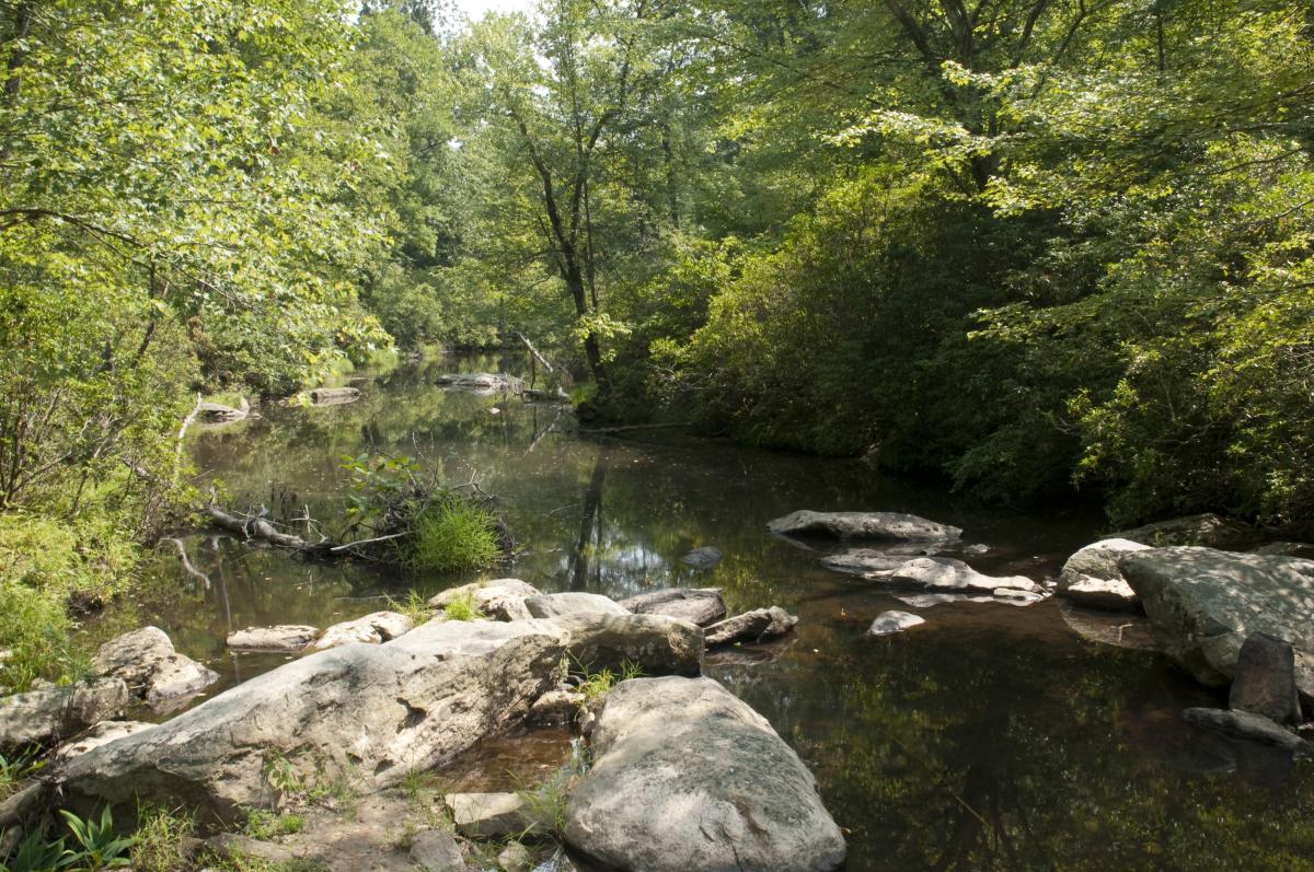 Prince William Forest Park Image of creek, trees and rocks in summer