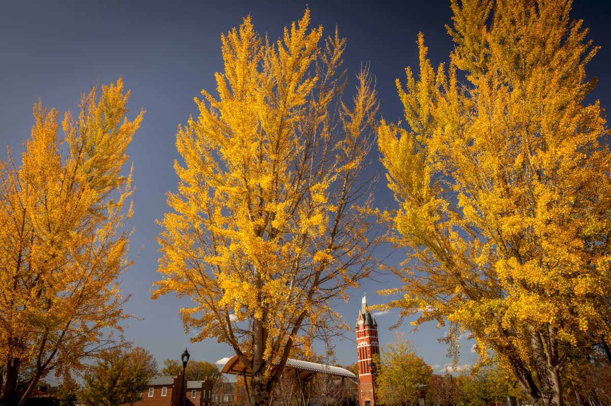 Fall trees in park with bell tower in background