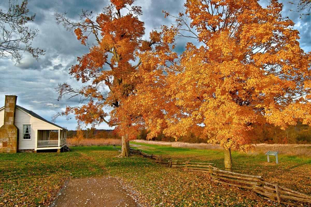 Fall Leaves