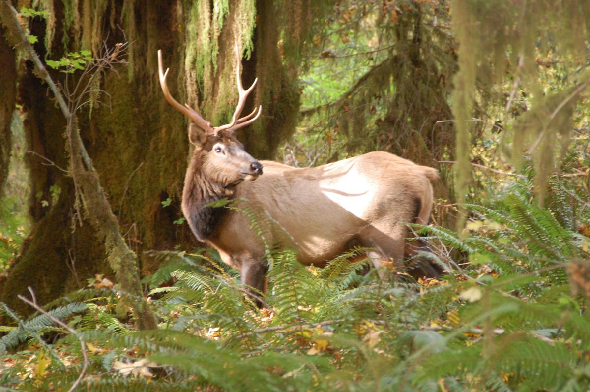 Bull Elk - Olympic NP