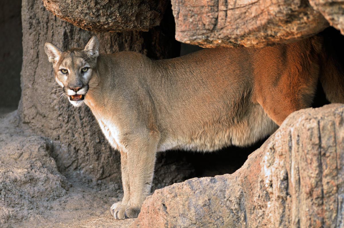 Mountain Lion in desert mountain formation