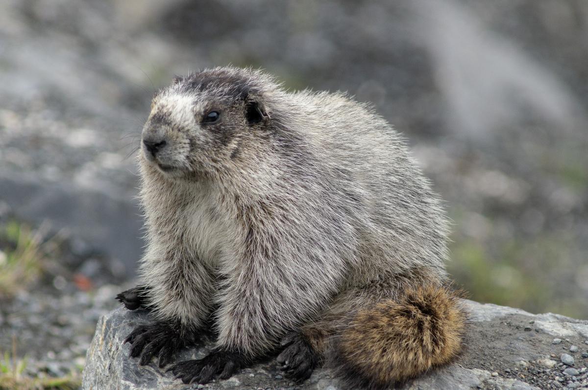 Hoary Marmot
