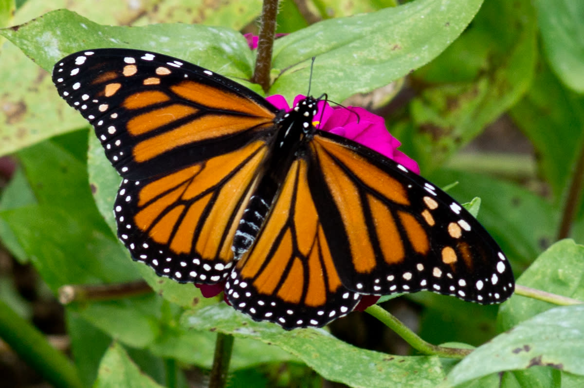 Morris Arboretum Presents a Discovery Series All About the Monarch Butterfly