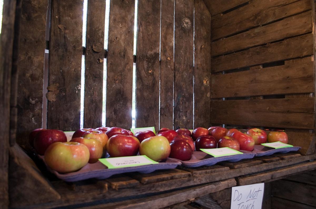 Winchester Rotary Apple Harvest Festival