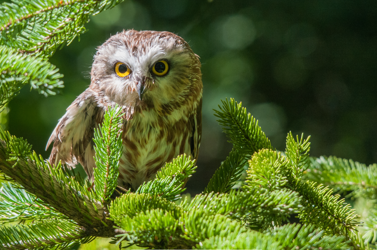 Northern Saw-Whet Owl