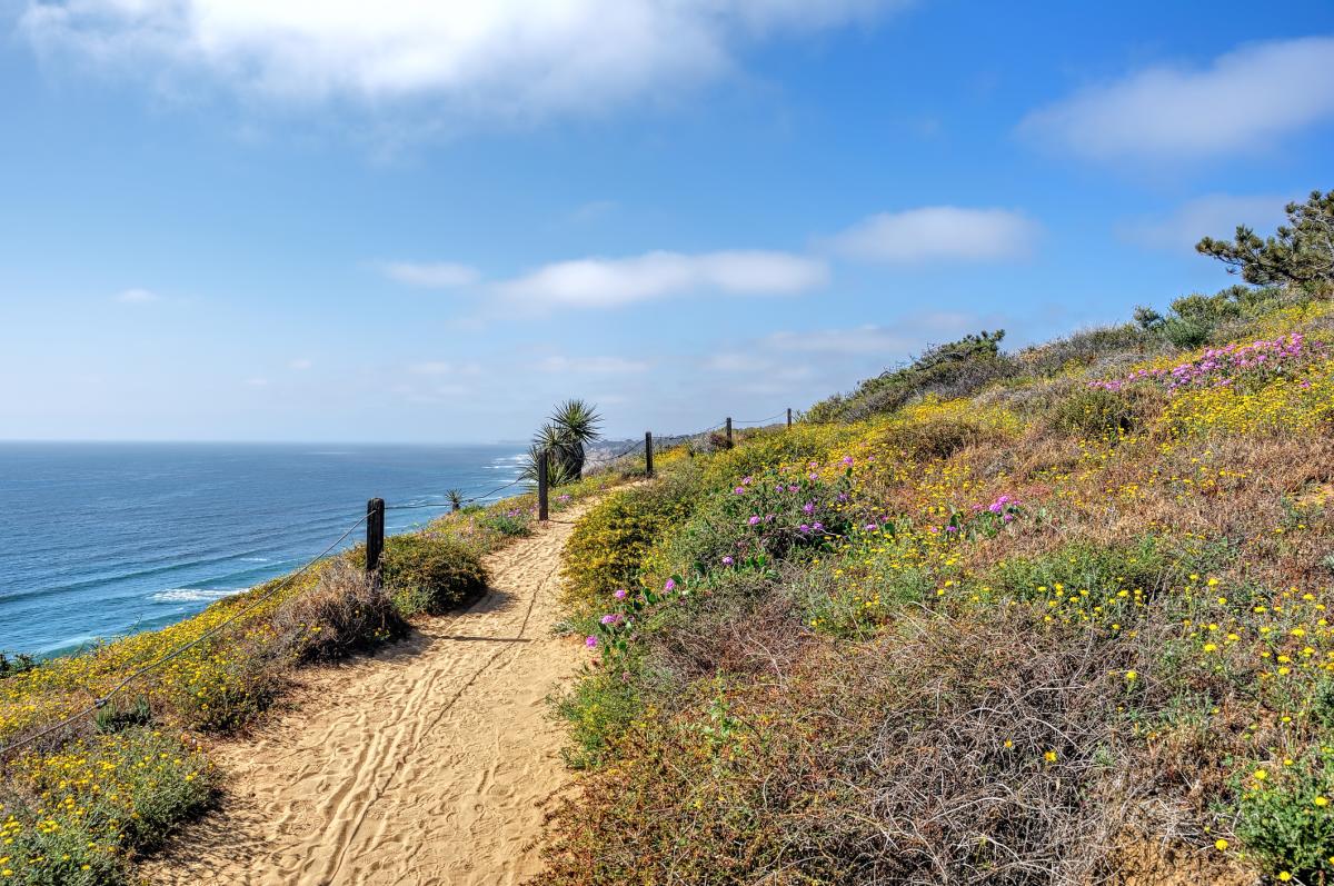 Torrey Pines State Reserve