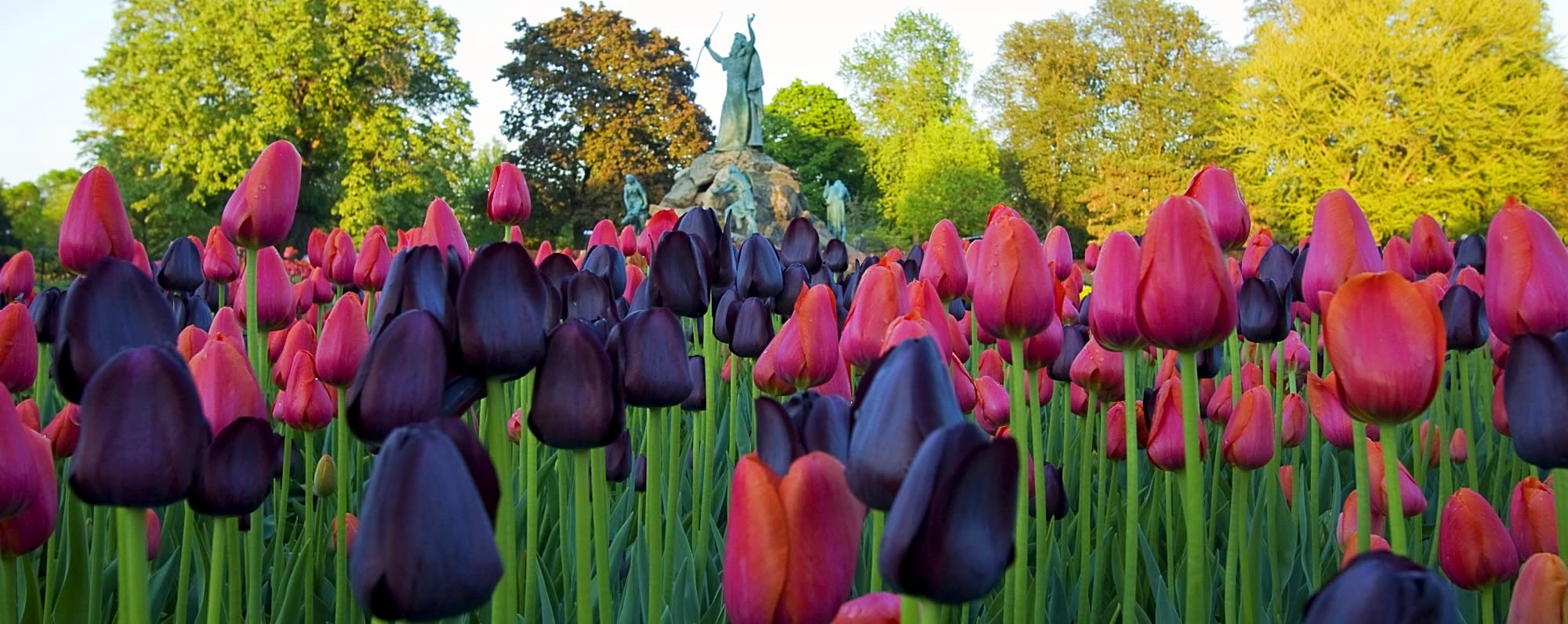Washington Park tulips and King Memorial Fountain