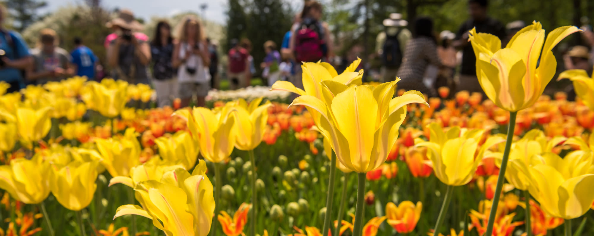 Albany Tulip Fest in Washington Park
