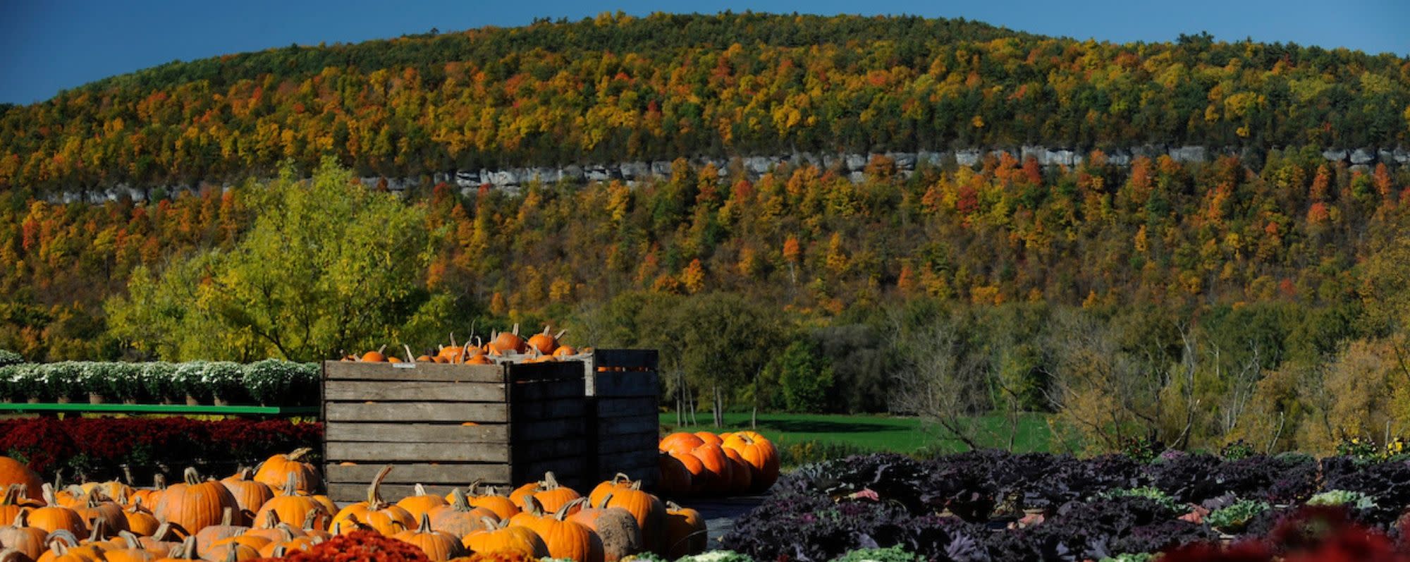 Schoharie Valley Farms and the Carrot Barn