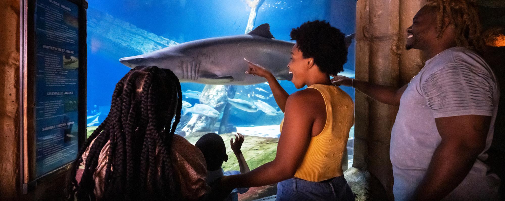 A family looks at a shark swimming in a tank at the Long Island Aquarium in Riverhead