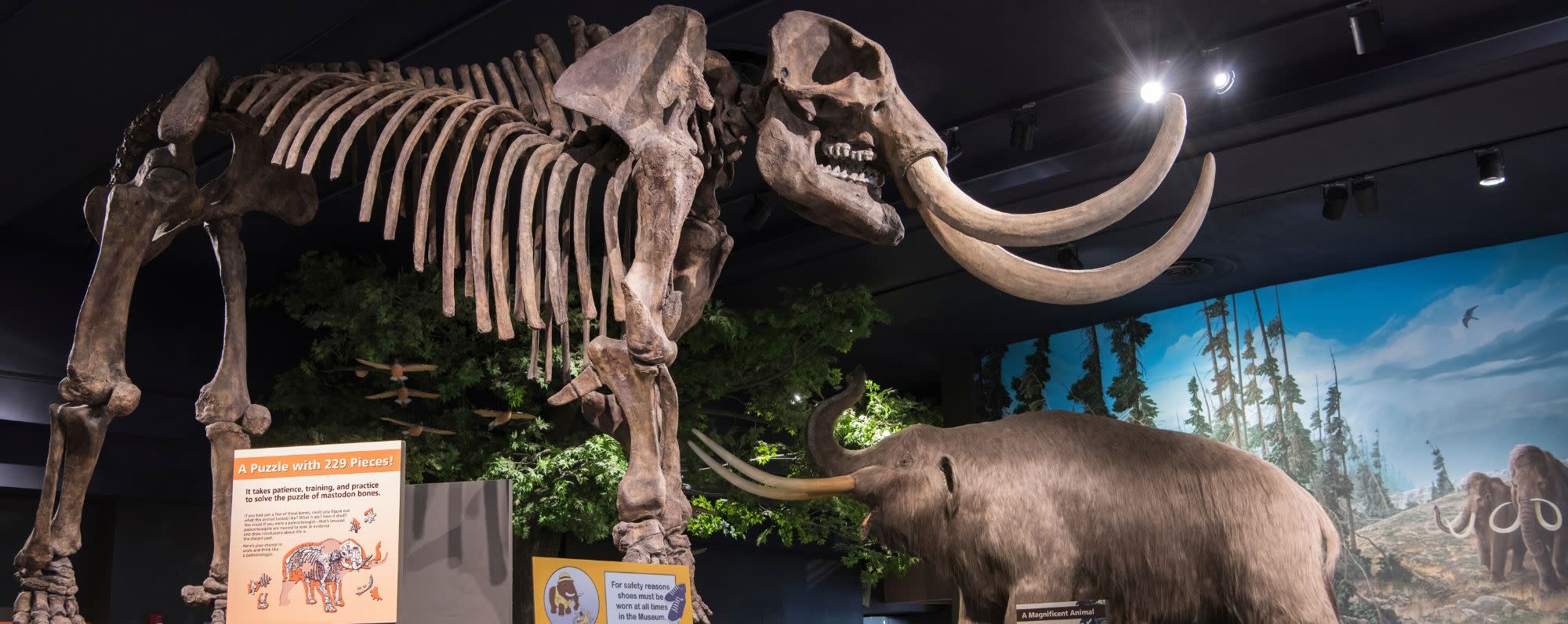A photo of a skeleton of a mammoth at the Rochester Museum & Science Center