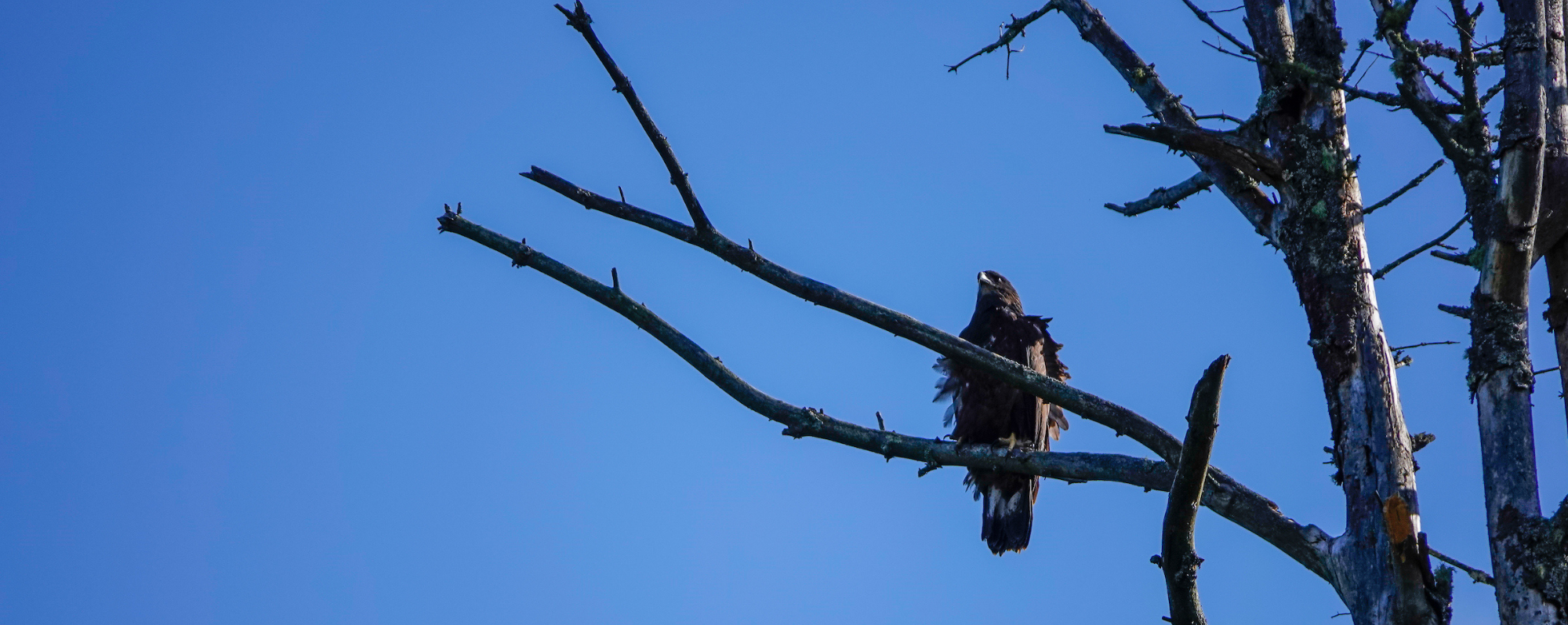 A Bald Eagle in a tree along the banks of Raquette River, Tupper Lake, NY