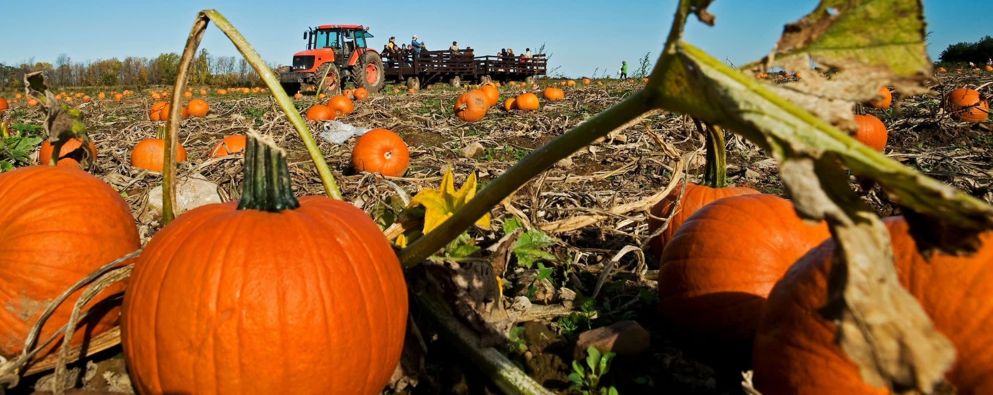 Pumpkin Patch at Cobble Creek Farms