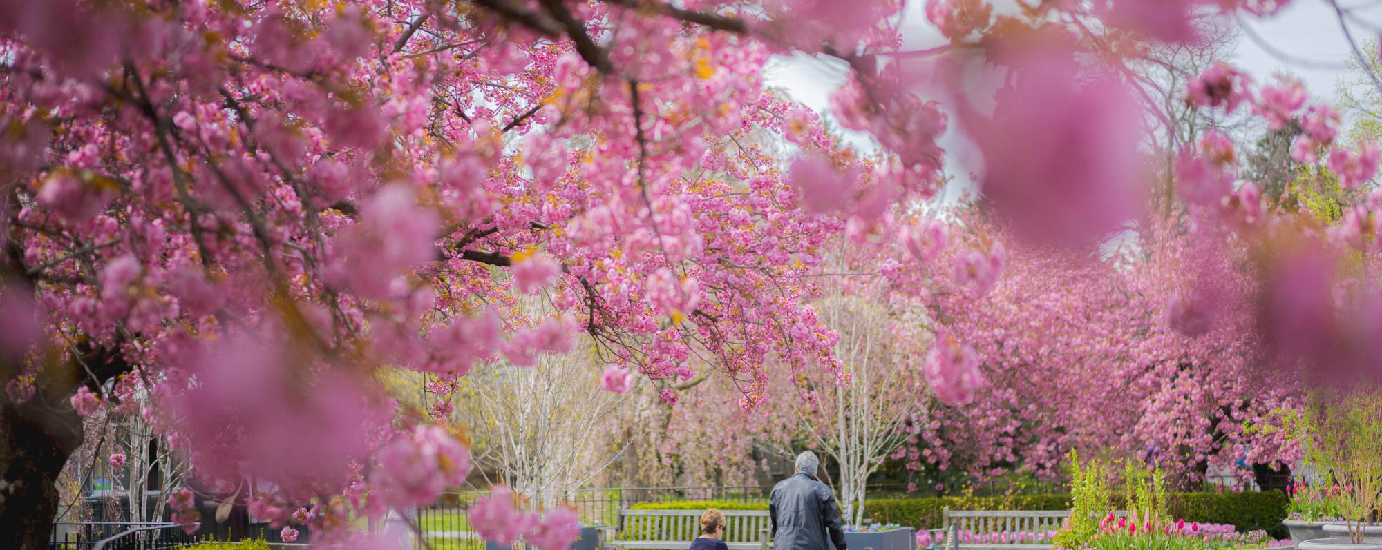Two people walk on a path surrounded by blooming pink cherry blossoms at the New York Botanical Garden.