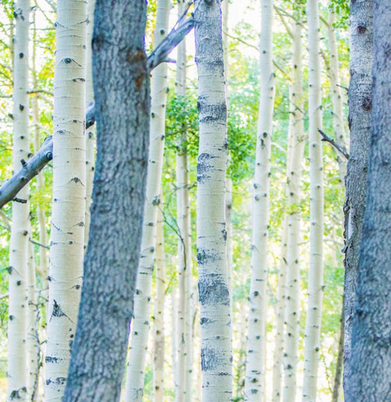 Salt Lake City Mountain Biking