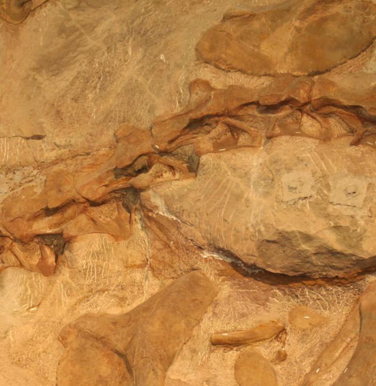Fossilized Dinosaur Bones in Rock