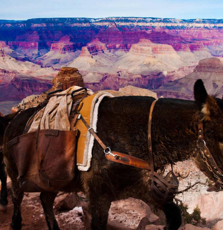Horseback Riding Grand Canyon