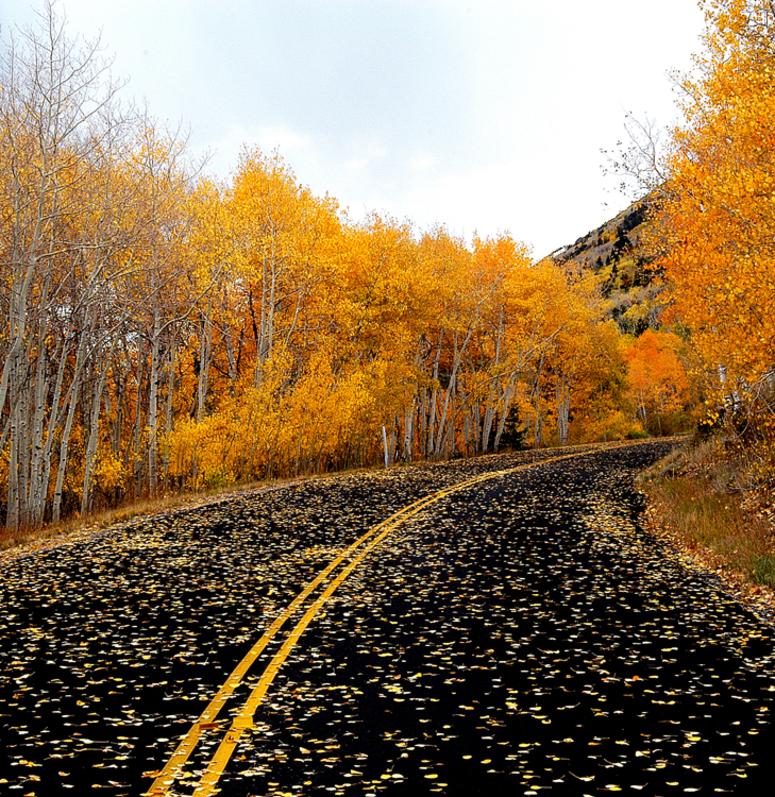 Yellow and Gold Autumn leaves on Fishlake Highway in the fall