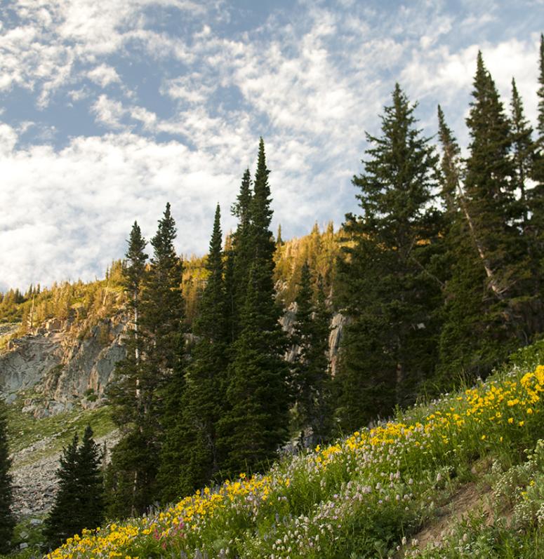 Yellow Wildflowers in Albion Basin in Little Cottonwood Canyon