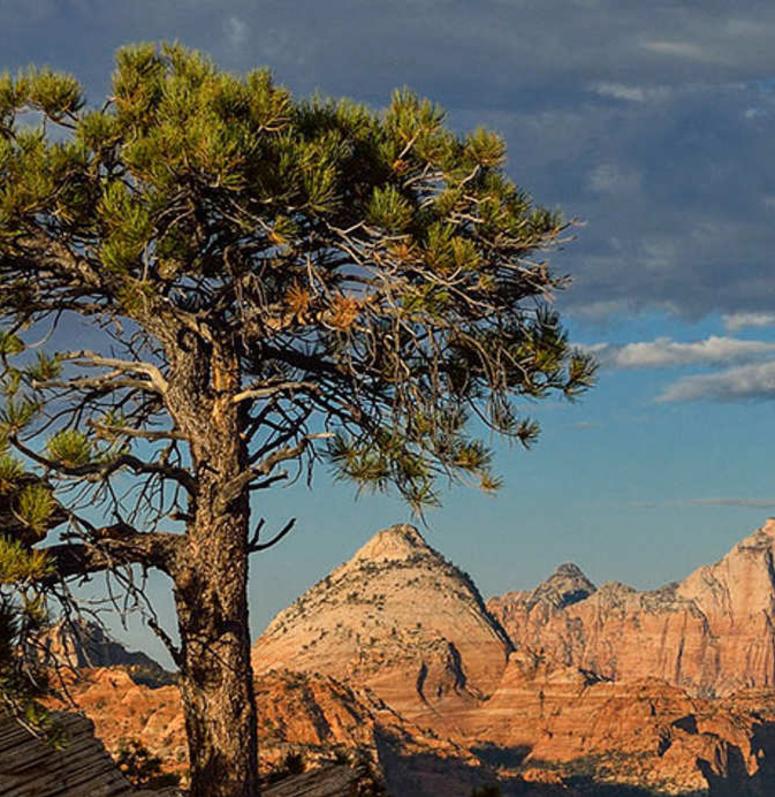 Zion Travel Guide