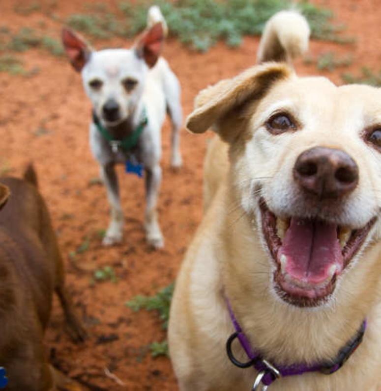 Pet-Friendly Places to Stay in Utah Hero Placeholder
