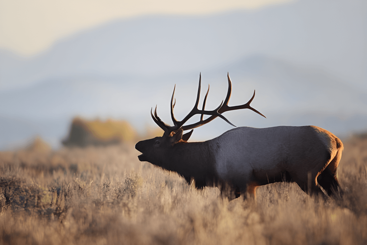 An elk calls out during the rut, with impressive antlers on display, set against the soft glow of a Wyoming sunrise.