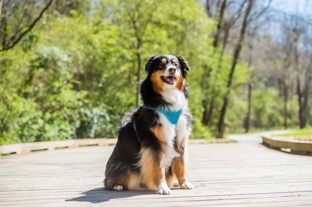 black and brown dog