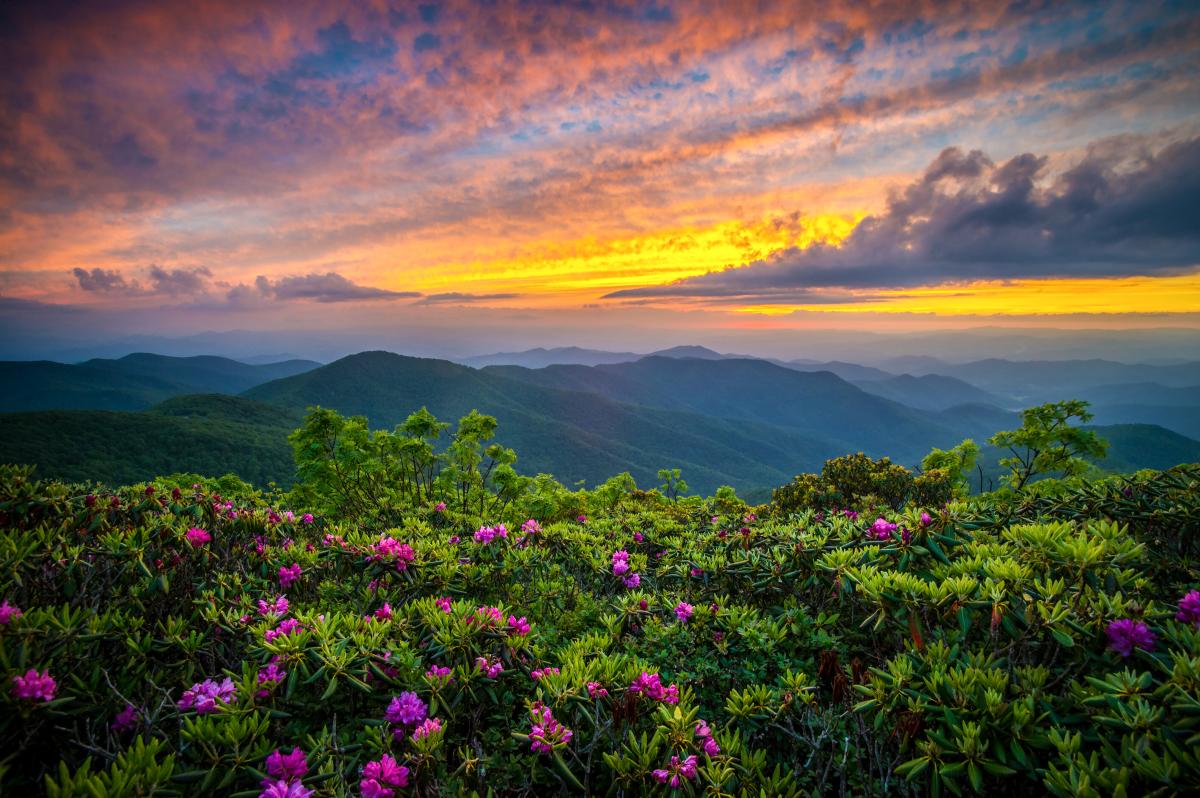 Sun setting over mountain vista with catawba rhodoendrons blooming in foreground