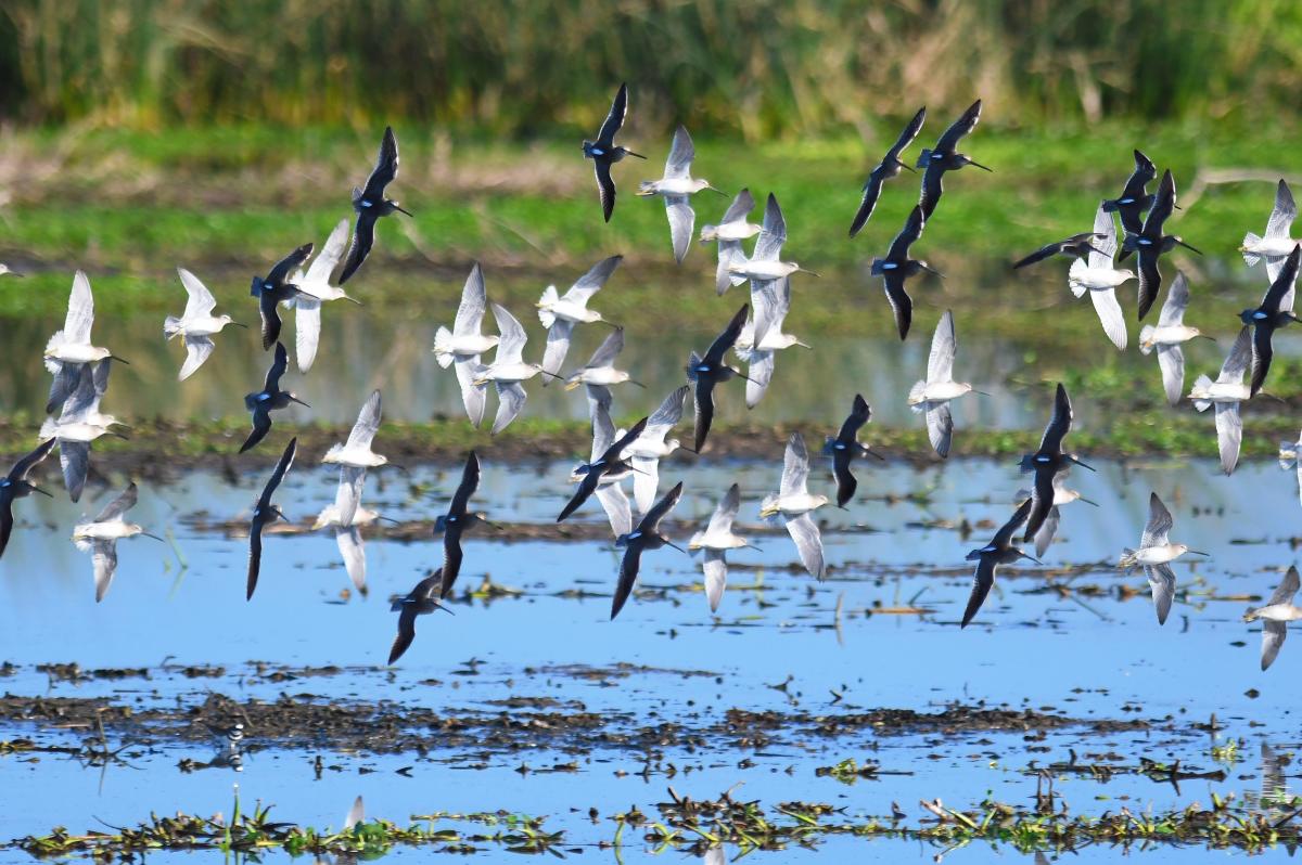 Flock of Birds on Texas Gulf Coast