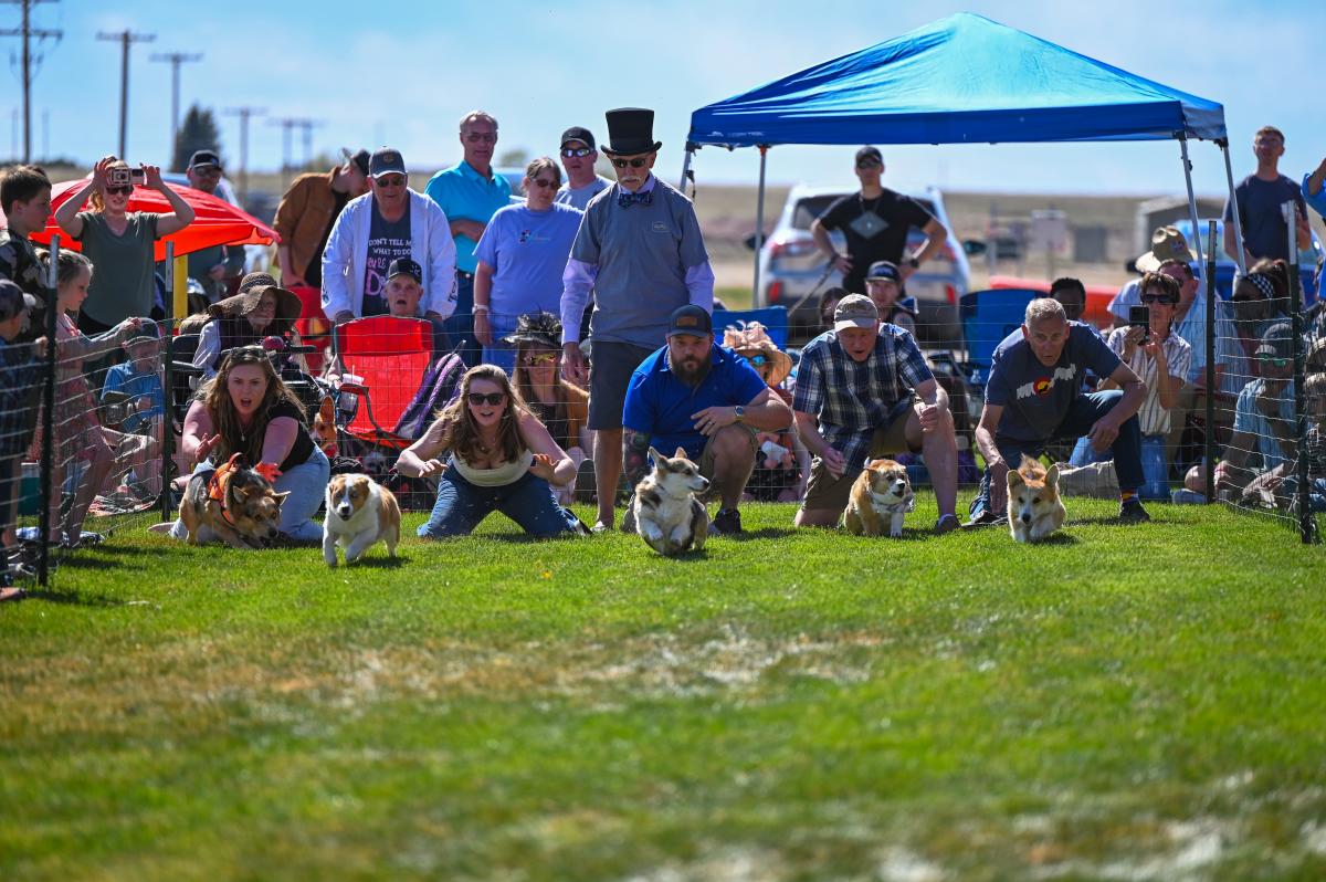 Corgi Derby 2 Debbie Martinez